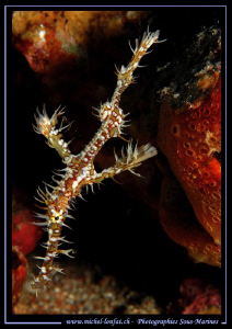 Ghost pipe Fish in the water's of the Red Sea... :O).. by Michel Lonfat 
